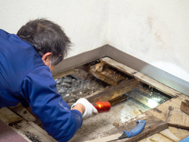 Best Attic Mold Removal  in Huntington Station, NY