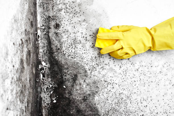 Certified Mold Removal in Huntington Station, NY